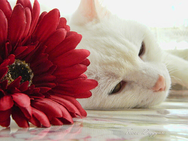 世俱杯-_奇才主场不败纪录再延续_，奇才主场在哪