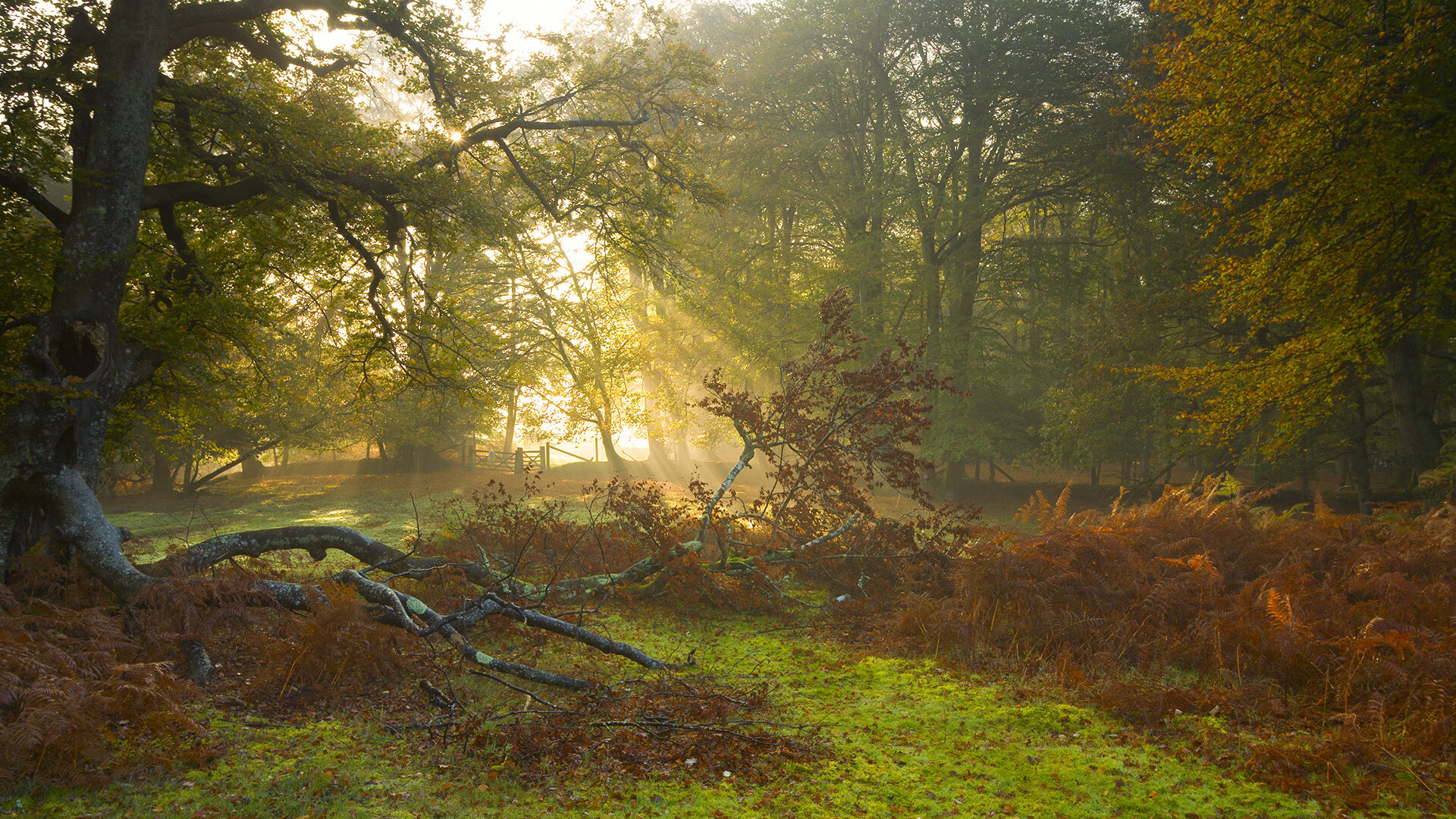 世俱杯直播-“德甲领跑集团锁定欧冠资格”,德甲冠军球队