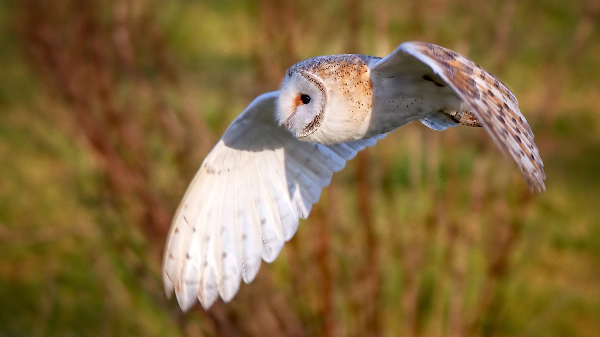 世俱杯直通-中国男足在巴黎奥运会上展现出强大的进攻火力,中国男足在奥运会进过球吗