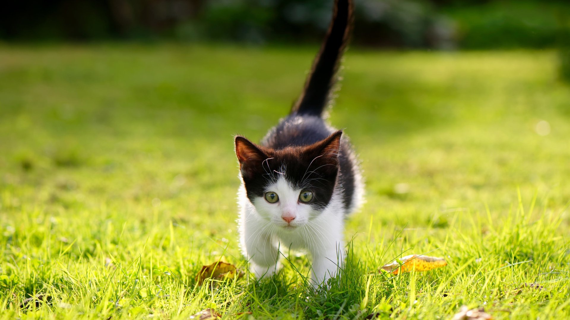 2025世俱杯赛程表-全明星投票热潮,粉丝热情点燃全联盟,全明星投票规则