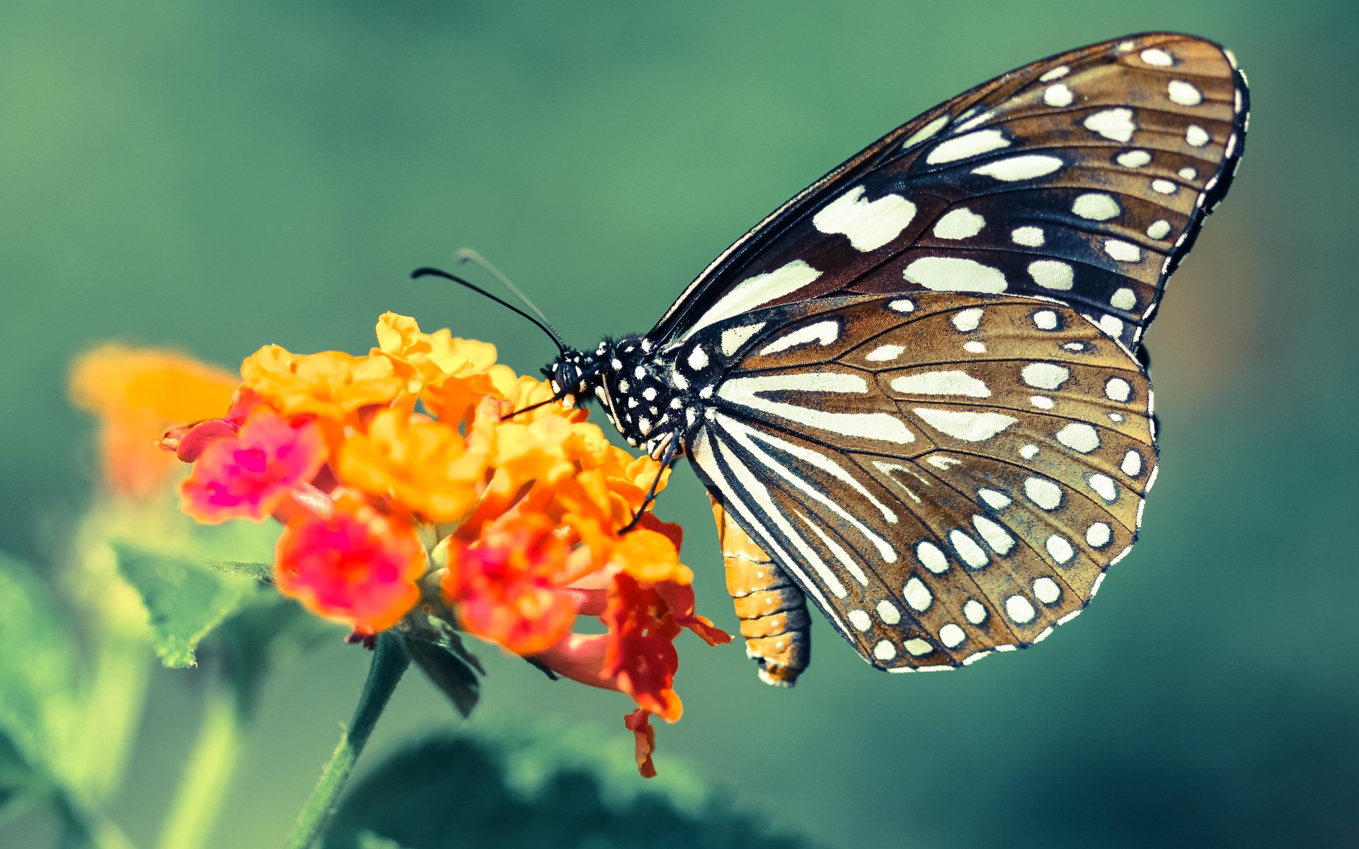 世俱杯官网-关键封盖:李磊最后时刻成功封堵上海队投篮!,李磊 上海