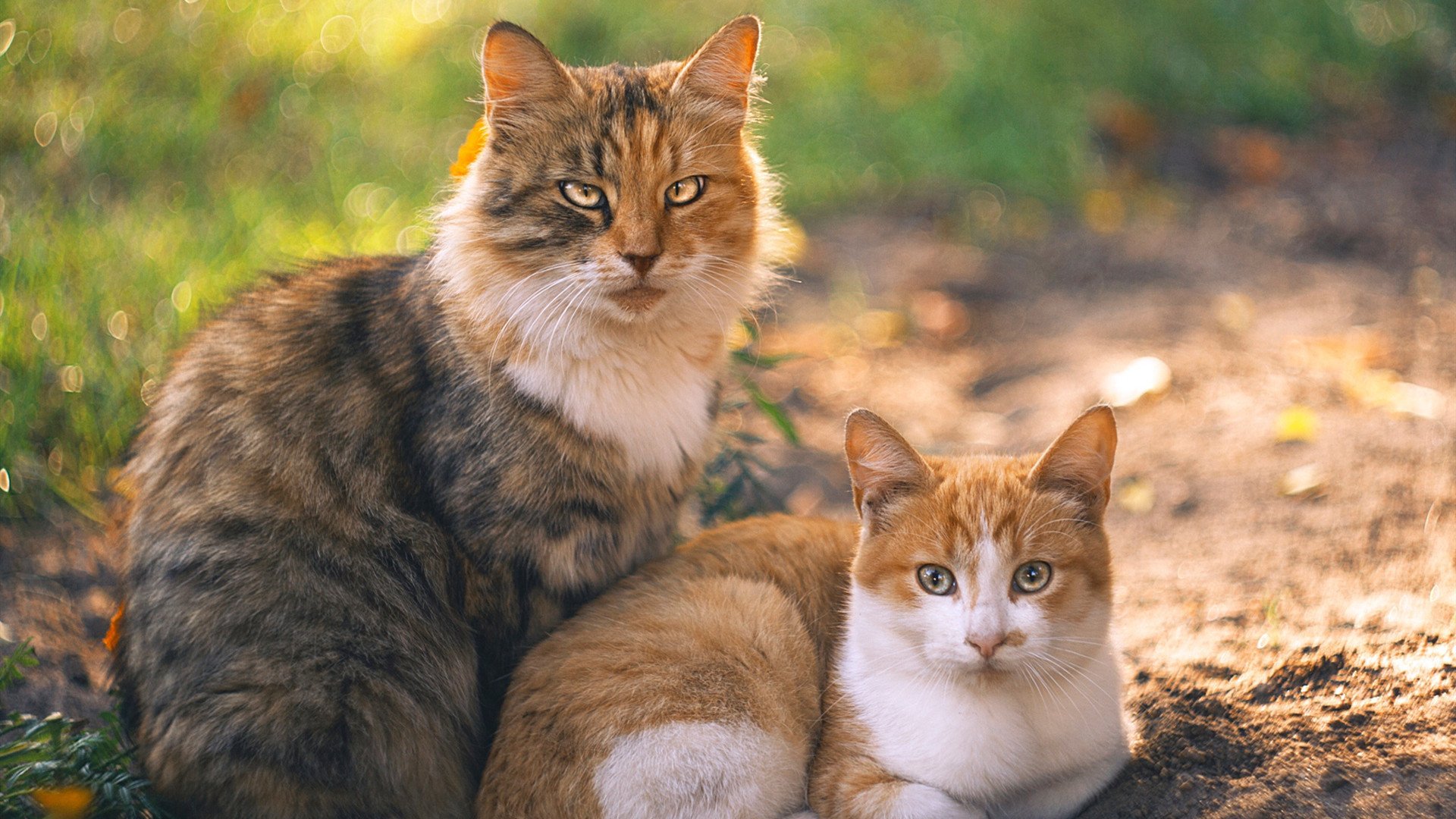 足球世俱杯-史上最年轻“冠军得分王”闪耀舞台,最年轻的分站冠军