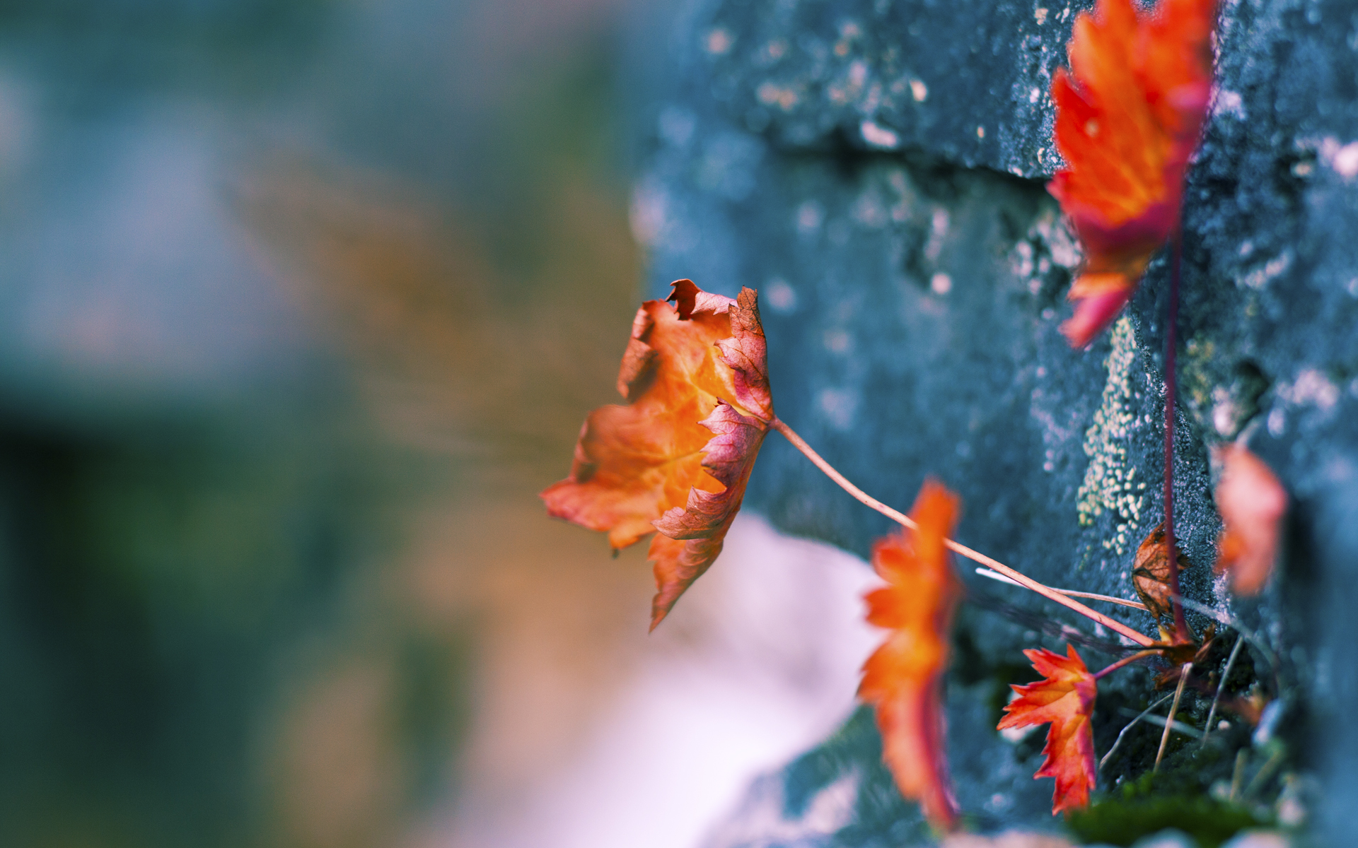 俱乐部冠军杯官网-意大利骑手吉尔·托马斯在2024年国际马术联合会障碍赛世界巡回赛中以“Bella”马匹获得个人第六名,表现出色。