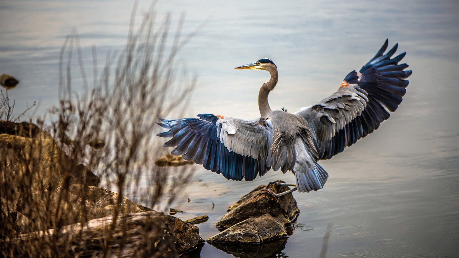 世俱杯直播-德甲:勒沃库森2-2平沃尔夫斯堡,恩昆库精彩长传助攻,勒沃库森vs韦恩
