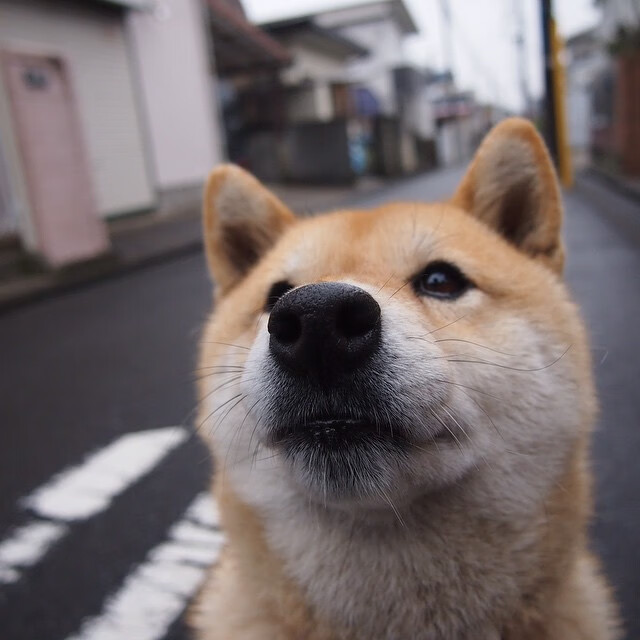 世俱杯入口-球迷投票:你最支持的球队会夺冠吗?,支持球队的话