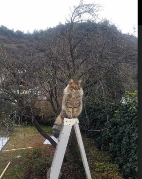 世俱杯入口-电竞主持的魅力：控场能力与互动技巧，电竞主持人有哪些看法