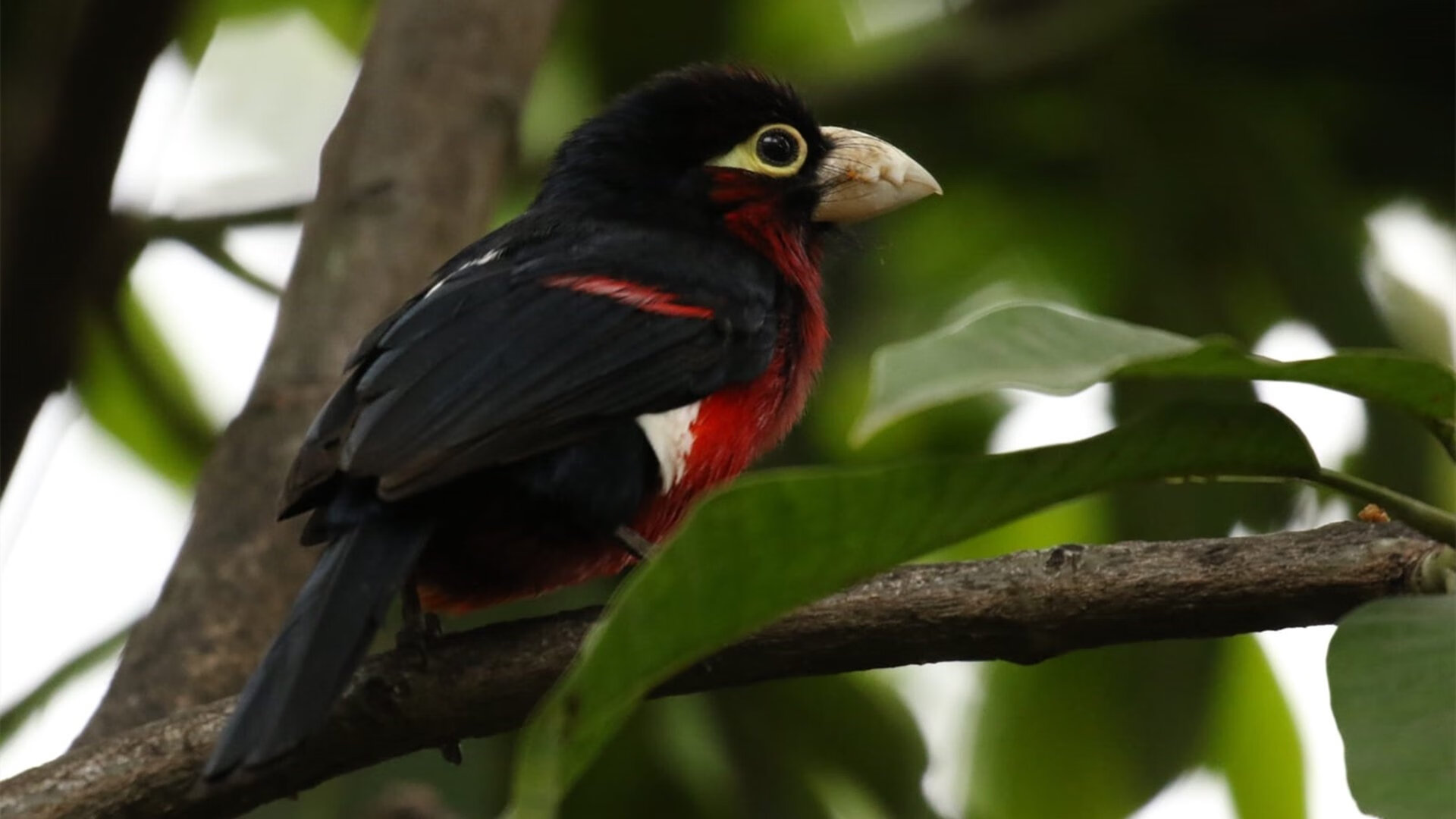 FIFA Club World Cup-西甲俱乐部不断加强国际化合作,拓展海外市场,西甲各俱乐部关系