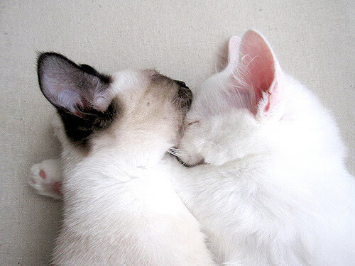 2025世俱杯对阵表-南特主场告负,蒙彼利埃客场取胜,南特对蒙彼利埃直播