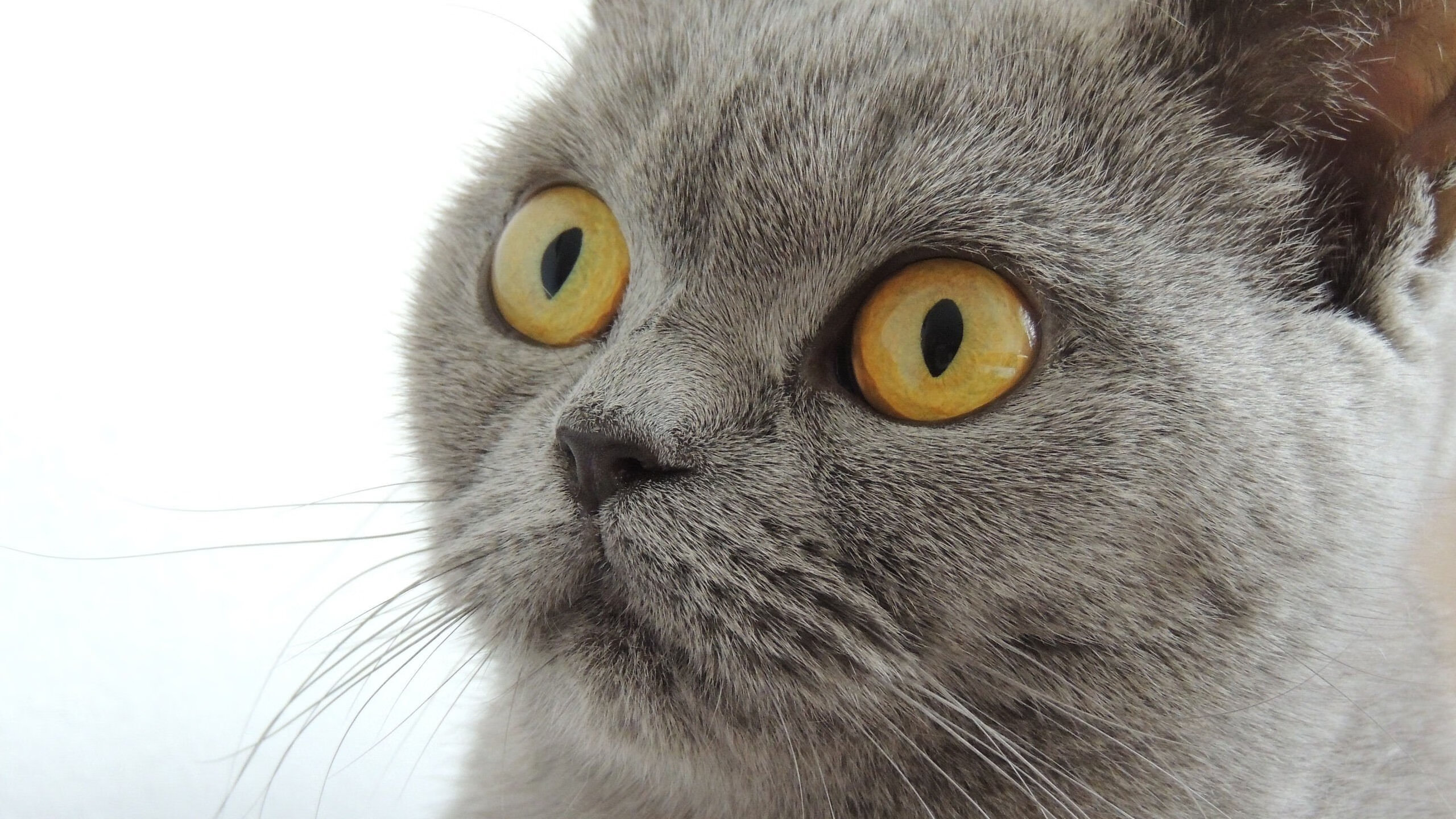 世俱杯直播-南湖大道主场失分,积分榜位置继续脱离保级线,南湖大道规划