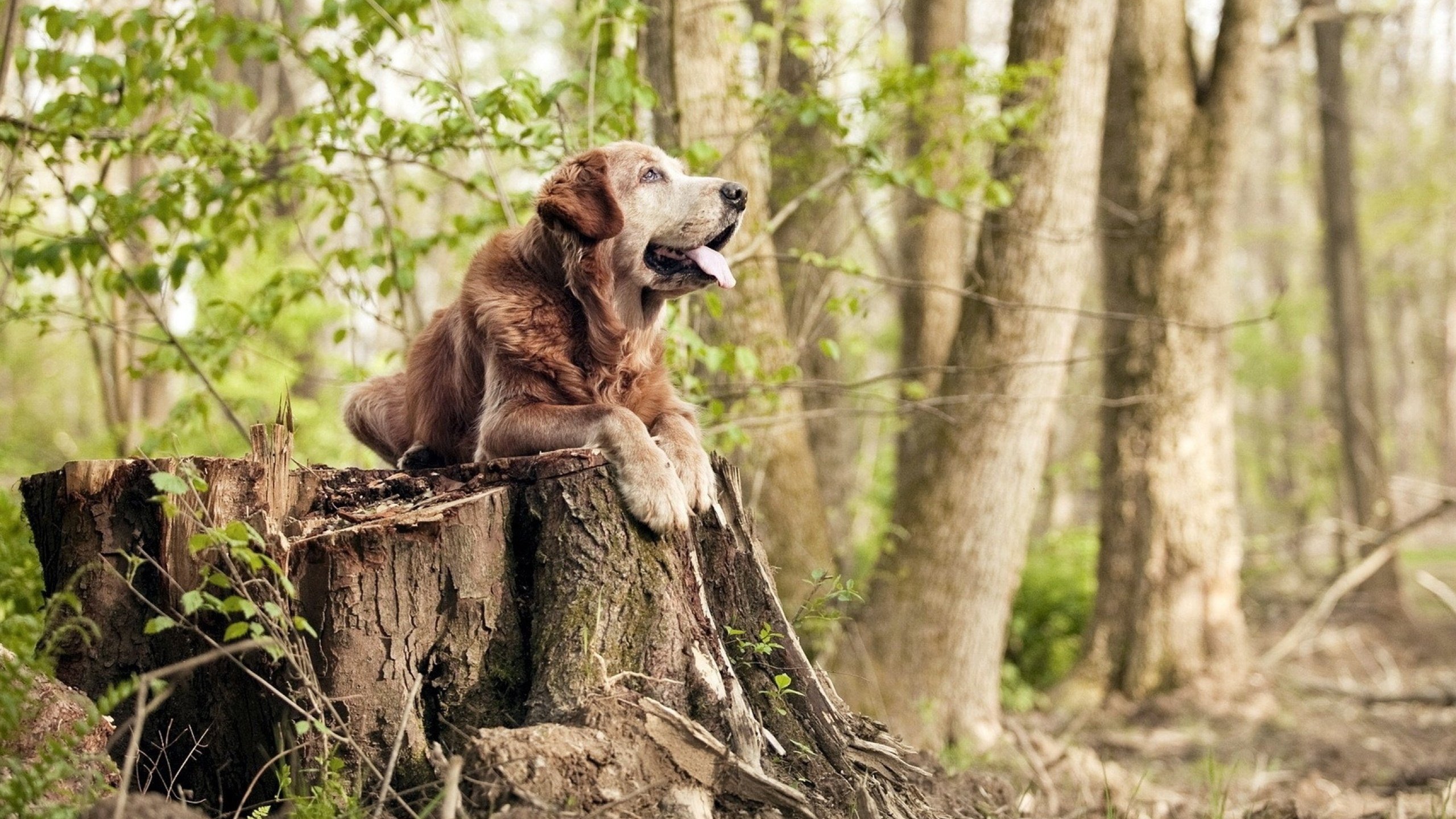 世俱杯足球赛事在线直播-墨西哥国家队连胜,南美杯赛晋级希望大增,墨西哥球队参加南美解放者杯