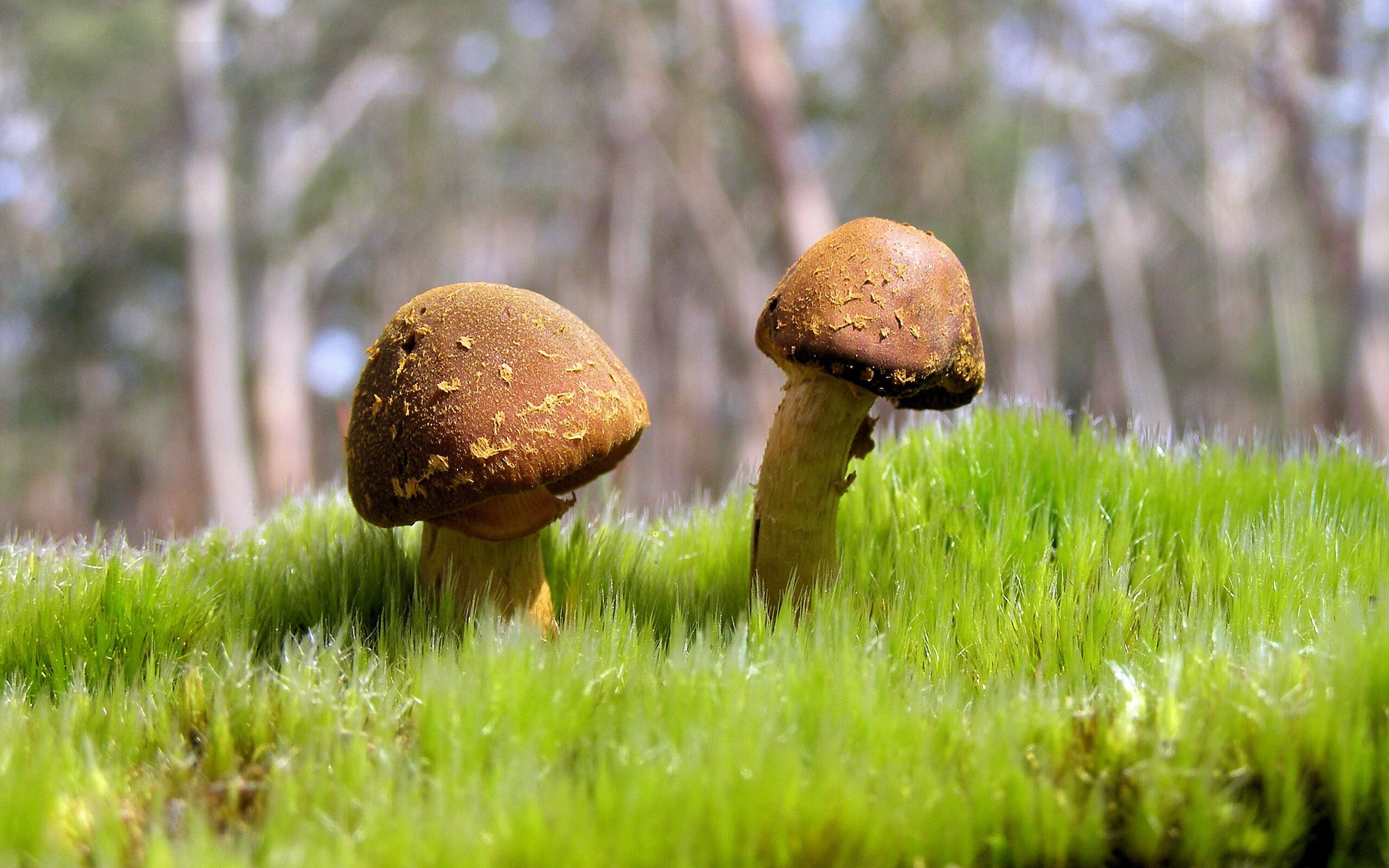 2025足球世俱杯官网-扎马莱克计划扩建主场，提升球迷体验，马扎克lg