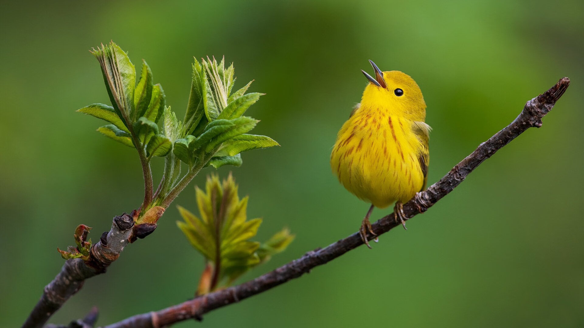 世俱杯-世俱杯交锋：亚洲球队突围欧洲强队的历史瞬间，世俱杯亚洲俱乐部最好成绩