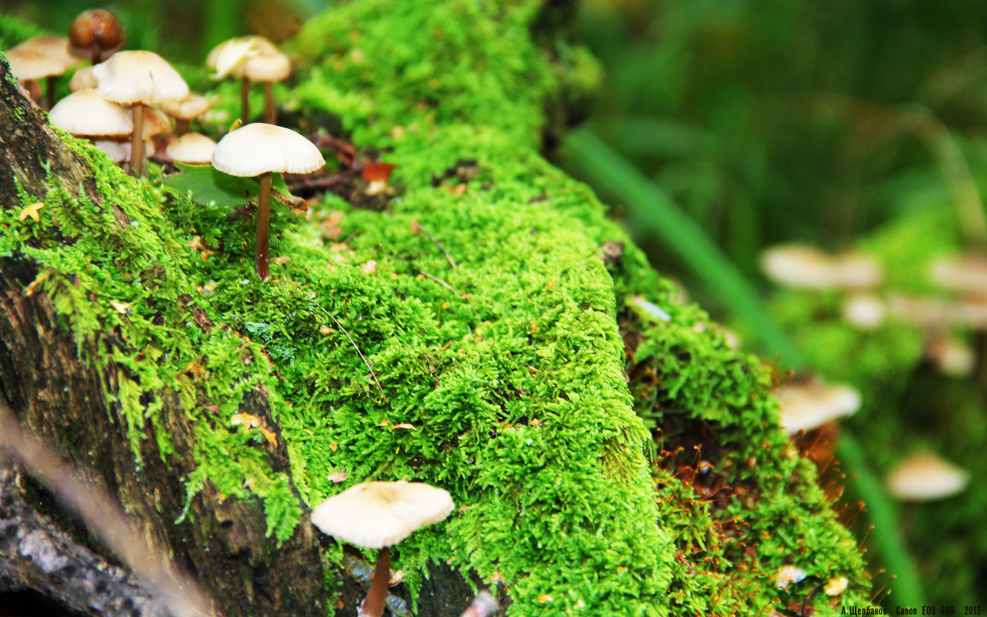 世俱杯官方-世界少年足球锦标赛:未来之星的舞台,第一届世界少年足球锦标赛