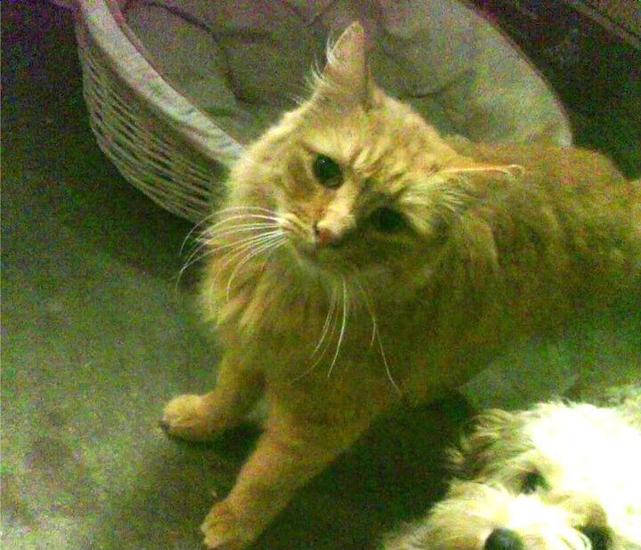 世俱杯赛程-中超球队边路战术调整路径可视追踪，中超边后卫