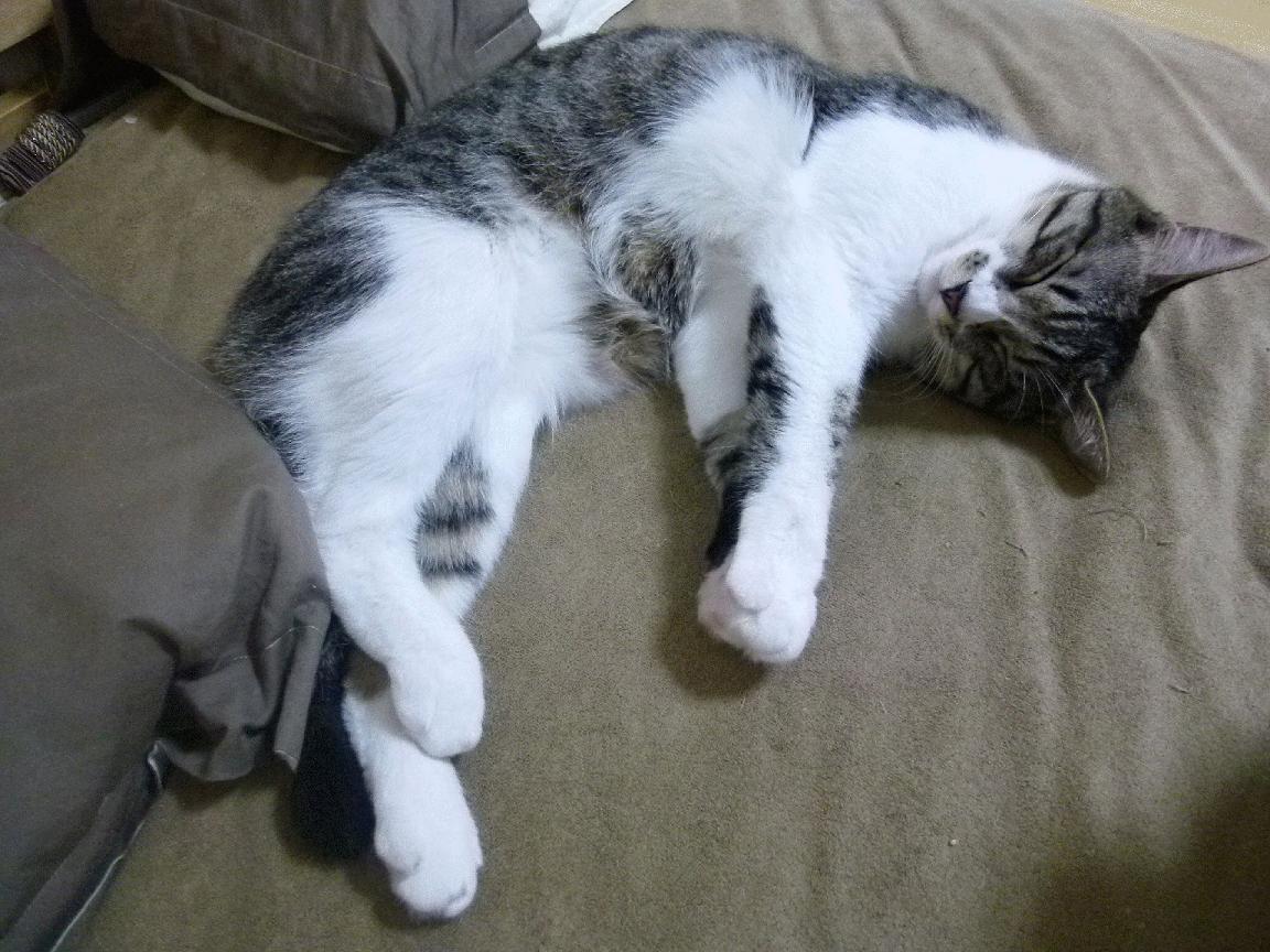 世俱杯赛程-法甲俱乐部跨国青训合作与人才流动模式,法甲青训排名